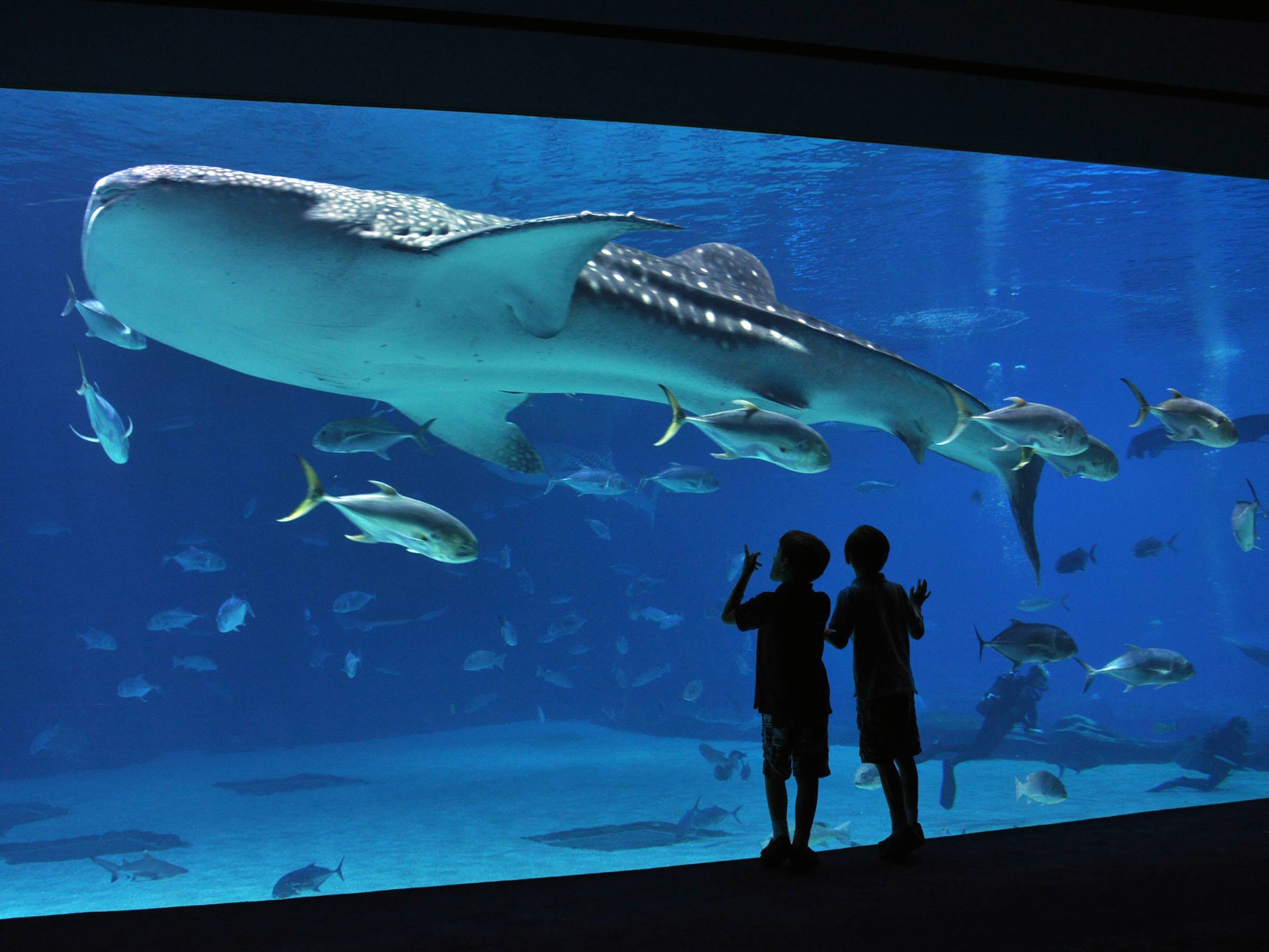 georgia aquarium Georgia aquarium becomes first aquarium designated as a certified